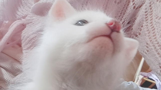 kimi第一次吃饭
